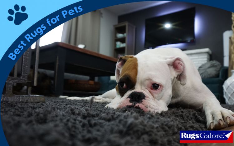 Best Rugs For Pets